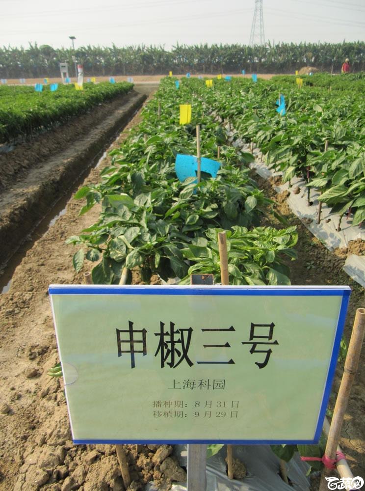 2013年12月27日中山农业技术推广中心蔬菜新品种展示会新优蔬菜品种