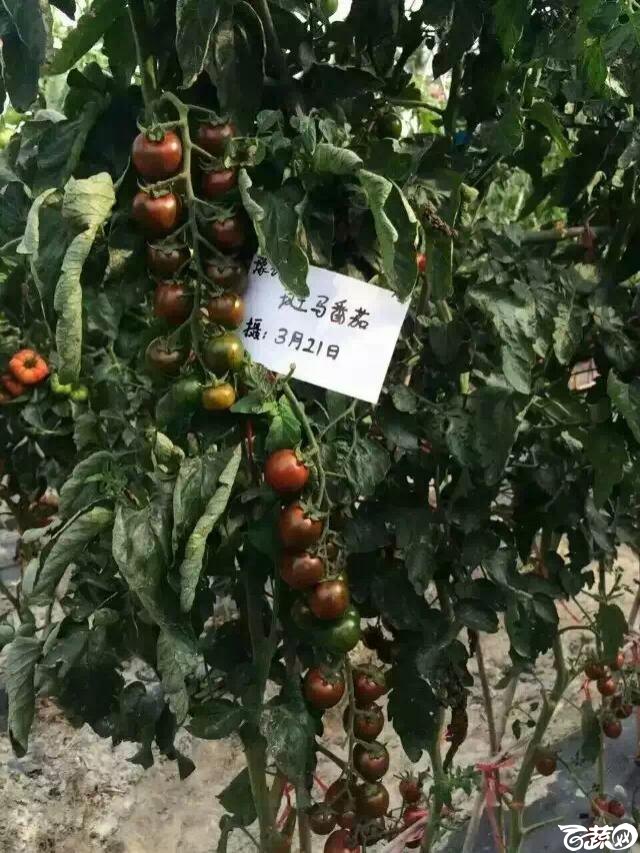 河南豫艺种业斑马番茄IMG 3848.JPG