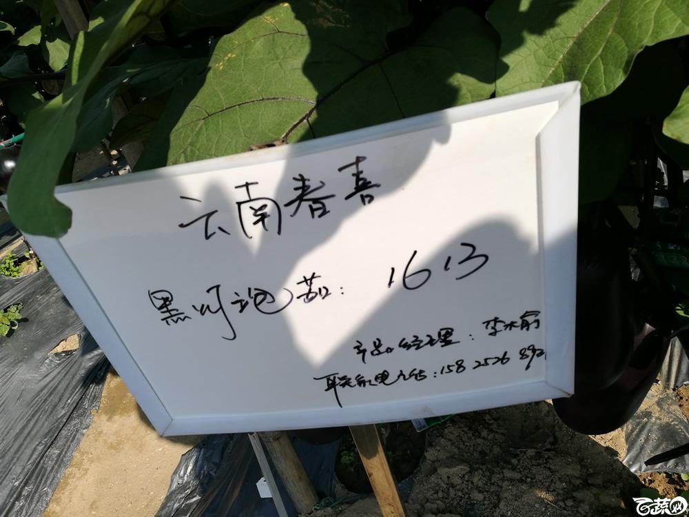 2016年15届广东种博会，云南春喜农业公司黑灯泡茄1613_001.jpg