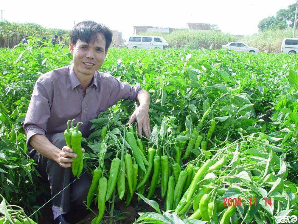 广东省农科院蔬菜研究所福康5号辣椒2004年和2005年在湛江遂溪召开现场展示会_039.jpg